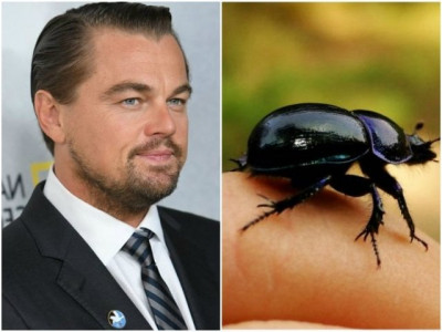 beetle species named after leonardo dicaprio beetle species named after leonardo dicaprio