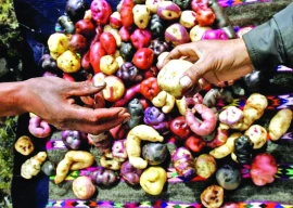 when a potato met a tomato