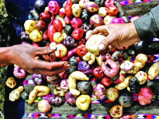 with over 5 000 varieties the potato is the world s third most important food crop photo reuters with over 5 000 varieties the potato is the world s third most important food crop photo reuters