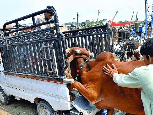 no one bats an eye at a suzuki overflowing with animals photo afp no one bats an eye at a suzuki overflowing with animals photo afp
