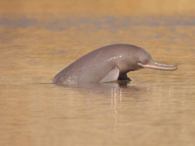 bio sphere to be set up for indus dolphin bio sphere to be set up for indus dolphin