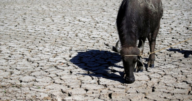 a water buffalo is seen on cracked soil at a dried up rice field in baliuag town bulacan province north of manila photo reuters a water buffalo is seen on cracked soil at a dried up rice field in baliuag town bulacan province north of manila photo reuters