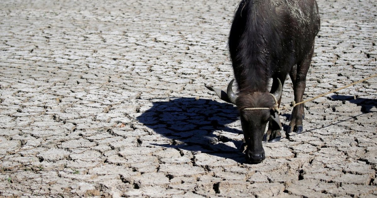 a water buffalo is seen on cracked soil at a dried up rice field in baliuag town bulacan province north of manila photo reuters