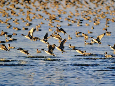 survey finds waterfowl on the rise survey finds waterfowl on the rise