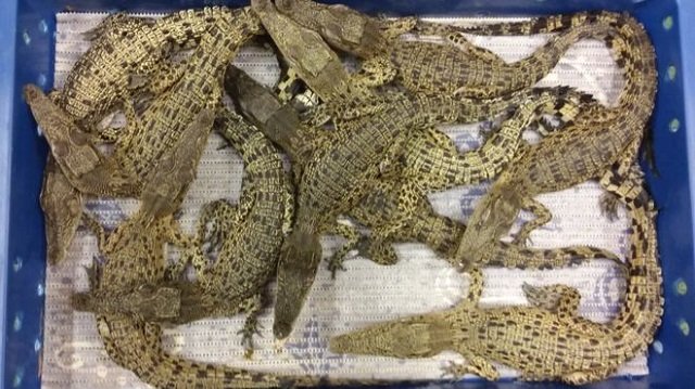 transportation boxes with the capacity of holding four crocodiles had been overstuffed with 10 animals photo courtesy bbc