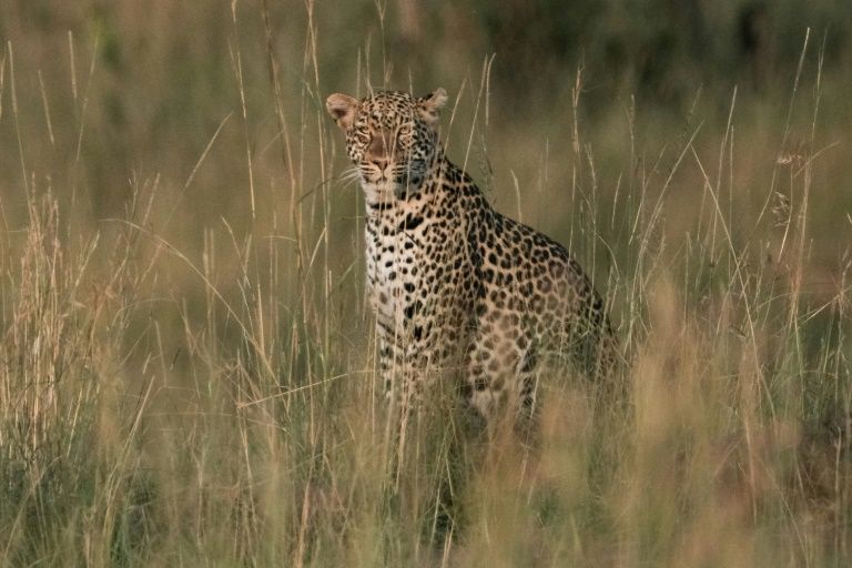 leopards are solitary and territorial animals   attacks on humans are rare and typically happen when their habitats collide say scientists photo afp