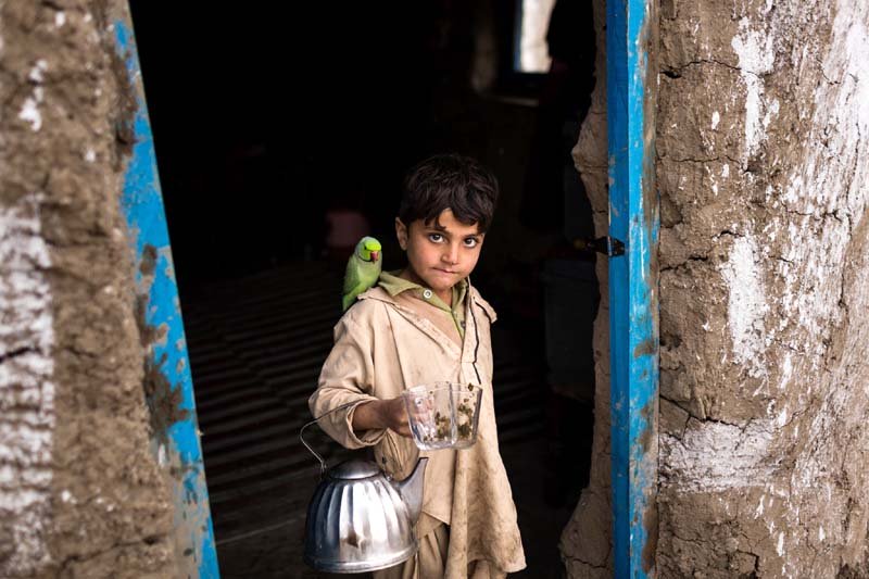 Pushed out of Pakistan, an Afghan boy clung to a parrot