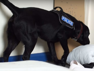 trained dogs join britain s fight against terror threats trained dogs join britain s fight against terror threats