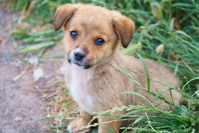 the bodies of the dogs were discovered in october in a dhaka neighbourhood but despite outrage from campaigners police were initially reluctant to take up the case photo file