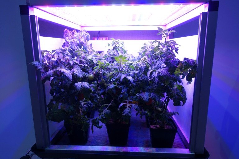 tomatoes grow in an led lighted box similar to what astronauts use to grow lettuce on the international space station at fairchild tropical botanic garden in miami photo afp