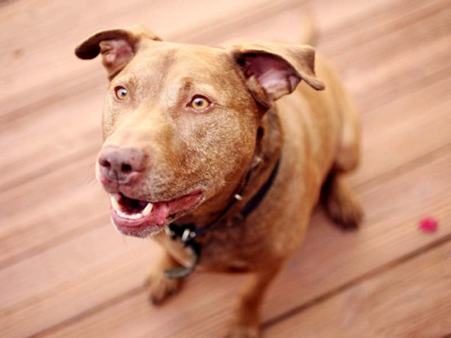 a pitbull labrador crossbreed photo courtesy telegraph