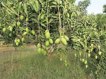 impose water emergency in mango gardens impose water emergency in mango gardens