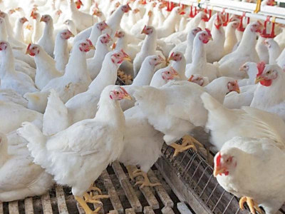 thousands of chicken die as poultry farms hit by deadly viruses thousands of chicken die as poultry farms hit by deadly viruses