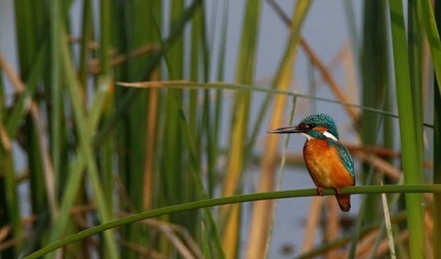 Common kingfisher is a brightly coloured species of river kingfisher found across wetlands of Sindh - PHOTO COURTESY MIRZA NAIM BEG