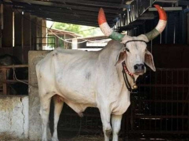 similar cases of cow vigilante violence are at the trial stage photo afp similar cases of cow vigilante violence are at the trial stage photo afp