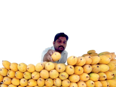 king of fruits makes royal appearance