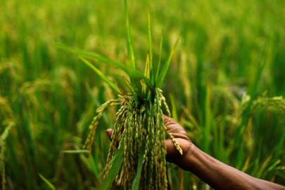 officials fear water scarcity could affect kharif crops officials fear water scarcity could affect kharif crops