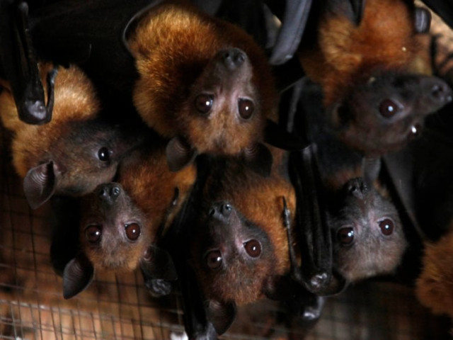 fruitbats natural hosts for nipah virus photo reuters sukree sukplang fruitbats natural hosts for nipah virus photo reuters sukree sukplang