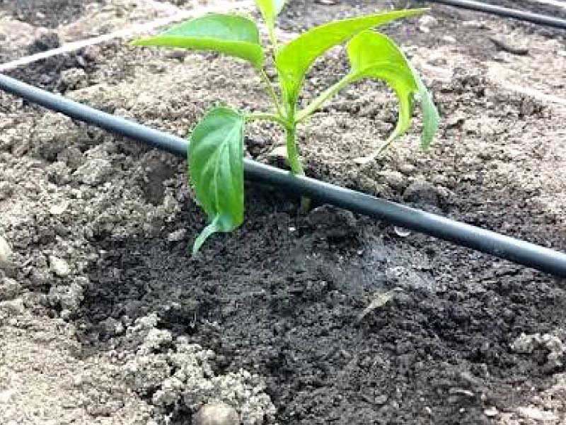drip irrigation to save the day