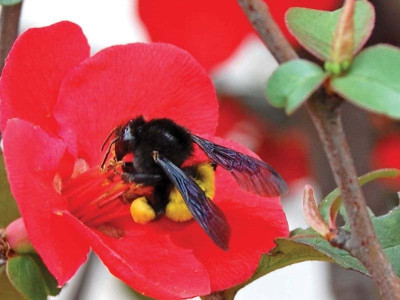 world bee day resolution passed for the conservation of bees