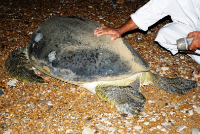 turtle species in pakistan face extinction threat turtle species in pakistan face extinction threat