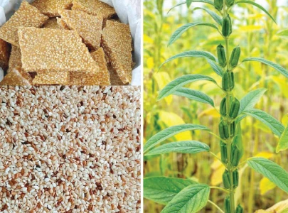 sesame a vital oilseed crop of punjab sesame a vital oilseed crop of punjab