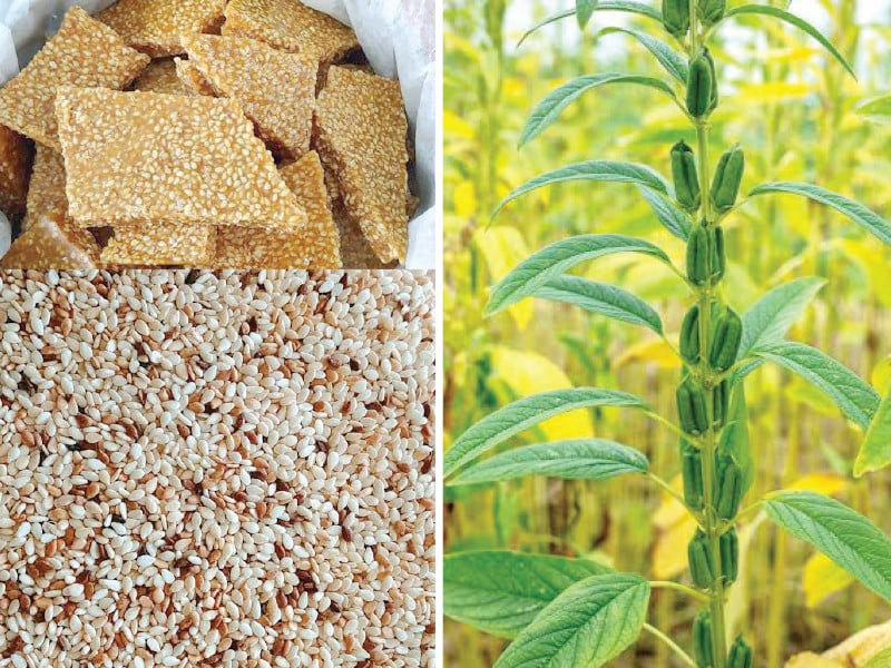 sesame crop is cultivated in hot dry climates for its oil and protein rich seeds photo express