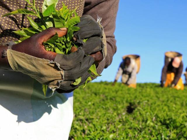 the investigation by the british charity traidcraft exchange found workers in the tea growing state of assam were paid 137 rupees 2 a day far below the minimum wage of 250 indian rupees more than half are women photo reuters