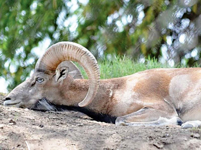 survey on urial population kicks off