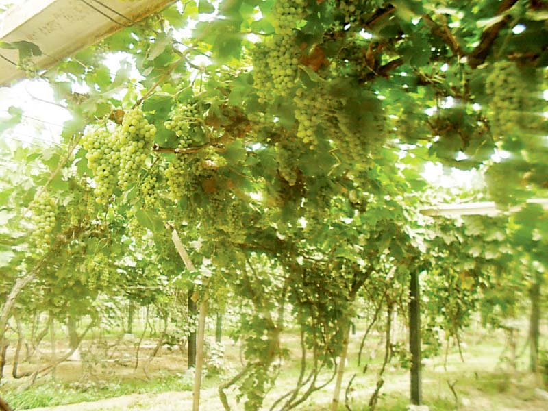 warmer areas such as multan bahawalpur and rahim yar khan have started to the grow the fruit on a large scale photo express