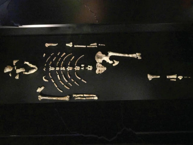 the bone fragments of human ancestor australopithecus afarensis lucy are displayed at the czech national museum in prague photo afp