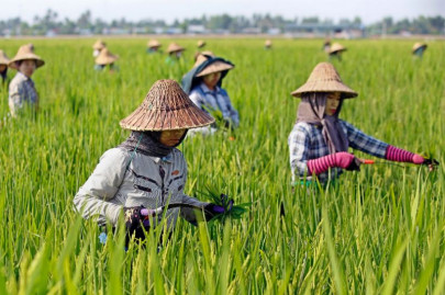 global warming may have devastating effects on rice study