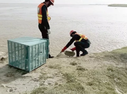 rare turtle shifted from canal to river
