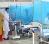 pindi reports 42k dengue larvae detections pindi reports 42k dengue larvae detections
