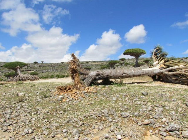 cyclone mekunu hit the yemeni island of socotra wednesday night photo reuters