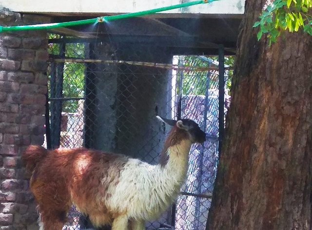 the locally made system has initially been installed at the llama enclosure photo express