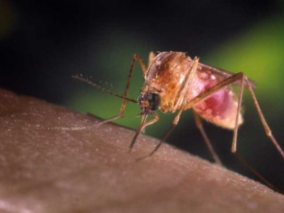 communicable disease survey records rise in malaria cases communicable disease survey records rise in malaria cases