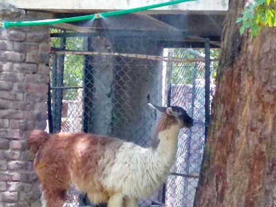 sprinklers keep animals cool at lahore zoo sprinklers keep animals cool at lahore zoo