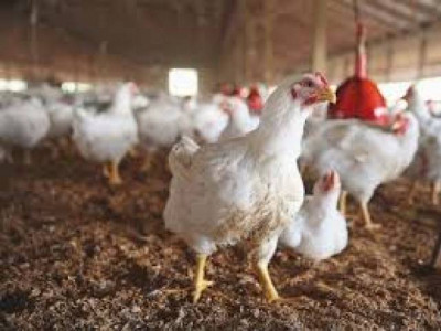 livestock department ensures poultry egg supply