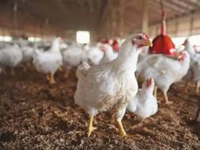 livestock department favours poultry supply photo file livestock department favours poultry supply photo file
