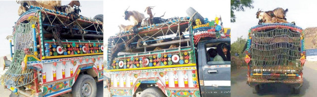 cattle is being smuggled openly photo express cattle is being smuggled openly photo express