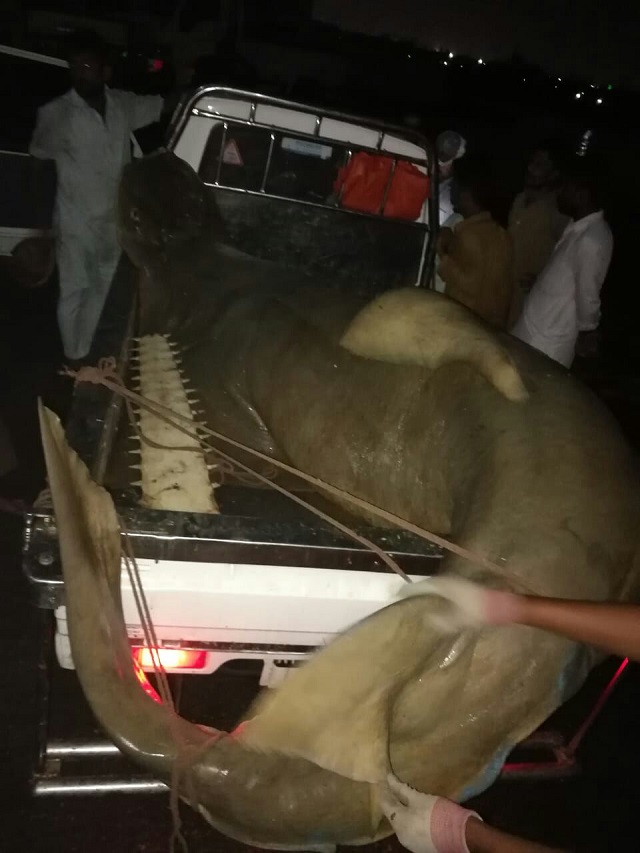 sawfish was offloaded at ibrahim hyderi and auctioned on may 26 photo express