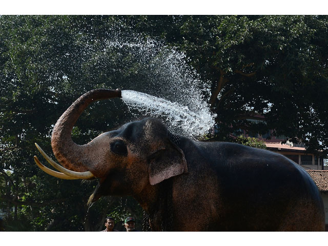 an elephant sprays itself with water ahead of a religious procession in colombo photo afp