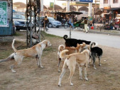 sterilise don t kill stray dogs say animal rights activists