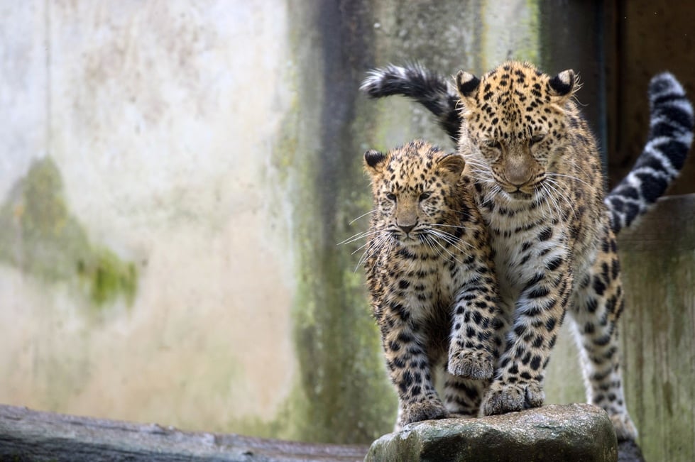 two leopard cubs die at peshawar zoo photo afp