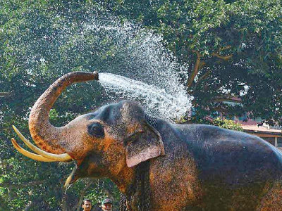 two sri lankan elephants to grace safari park