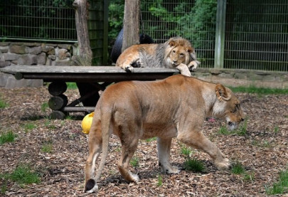 big cats break out of german zoo big cats break out of german zoo