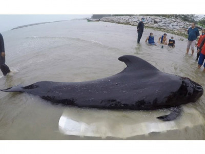 whale dies in thailand after swallowing 80 plastic bags