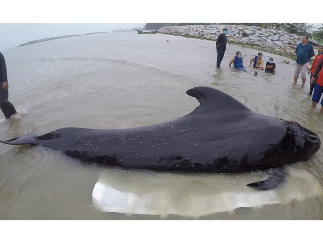 this handout picture from thaiwhales a private whale conservation group taken on may 28 2018 and released on june 2 2018 shows thaiwhales volunteers and governmment marine veterinarians from department of marine and coastal resources rescuing a sick male pilot whale at sea in the coastal area of southern thailand near the malaysian border photo afp