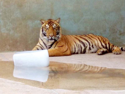 animals snuggle up to ice as lahore comes to a boil animals snuggle up to ice as lahore comes to a boil